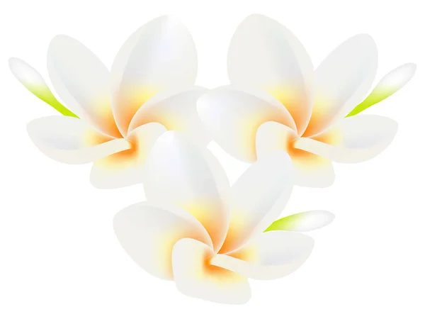 Flores Tropicales Frangipani Plumeria Aisladas Sobre Blanco — Vector de stock