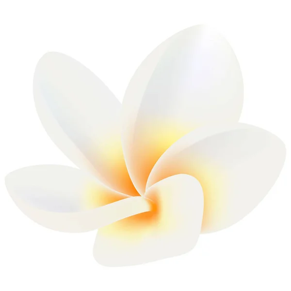 Trópusi Virág Frangipani Plumeria Egy Fehér Háttér — Stock Vector