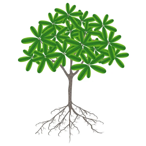 Árvore Com Raízes Frangipani Plumeria Sobre Fundo Branco — Vetor de Stock