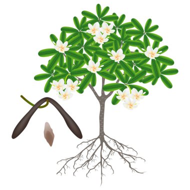 Beyaz zemin üzerinde bir frangipani (Plumeria) ağaç parçaları.