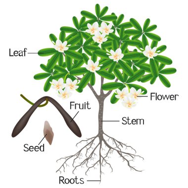 Beyaz bir arka plan üzerinde frangipani (Plumeria) ağaç bölümlerini gösteren bir resim.