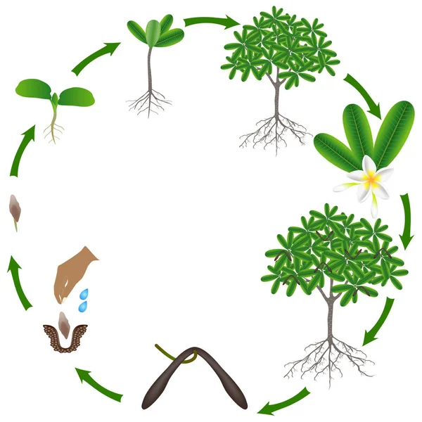 Κύκλος Ζωής Ενός Δέντρου Φραντζιπάνι Πλουμέρια Λευκό Φόντο — Διανυσματικό Αρχείο