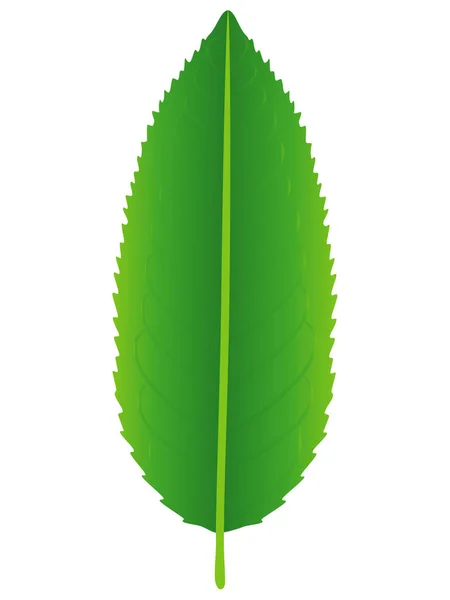 在白色背景查出的新鲜的绿色茶叶 — 图库矢量图片