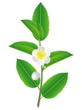 Yeşil çay yaprakları ve çiçekleri ile bir dalı.