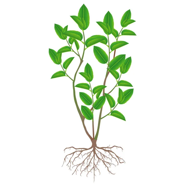 Arbusto Chá Verde Com Raízes Fundo Branco — Vetor de Stock