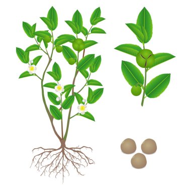 Beyaz bir arka plan üzerinde yeşil çay (camellia sinensis) bölümlerini gösteren çizim.
