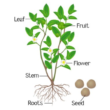 Beyaz bir arka plan üzerinde bitki parçaları yeşil çay (camellia sinensis) gösteren çizim.