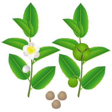 Yeşil çay bitkisinin çiçek, meyve ve tohum ile twigs.