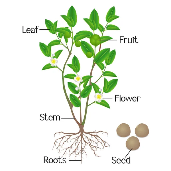 白地に緑色の茶 ツバキの Sinensis 植物の部分を示す図 — ストックベクタ