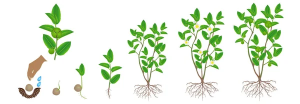 Wachstumszyklus Der Grünen Teepflanze Camellia Sinensis Auf Weißem Hintergrund — Stockvektor