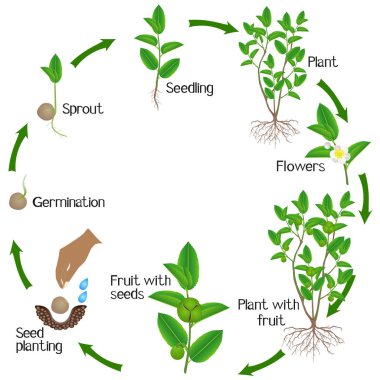 Beyaz zemin üzerine yeşil çay (camellia sinensis) bitkinin yaşam döngüsü.