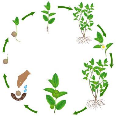 Yeşil çay (camellia sinensis) bitkisinin büyüme döngüsü.