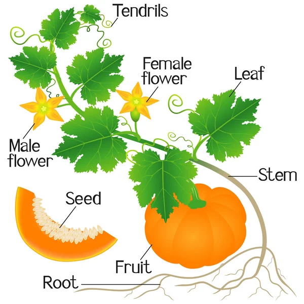カボチャの植物の部分を示す図 — ストックベクタ