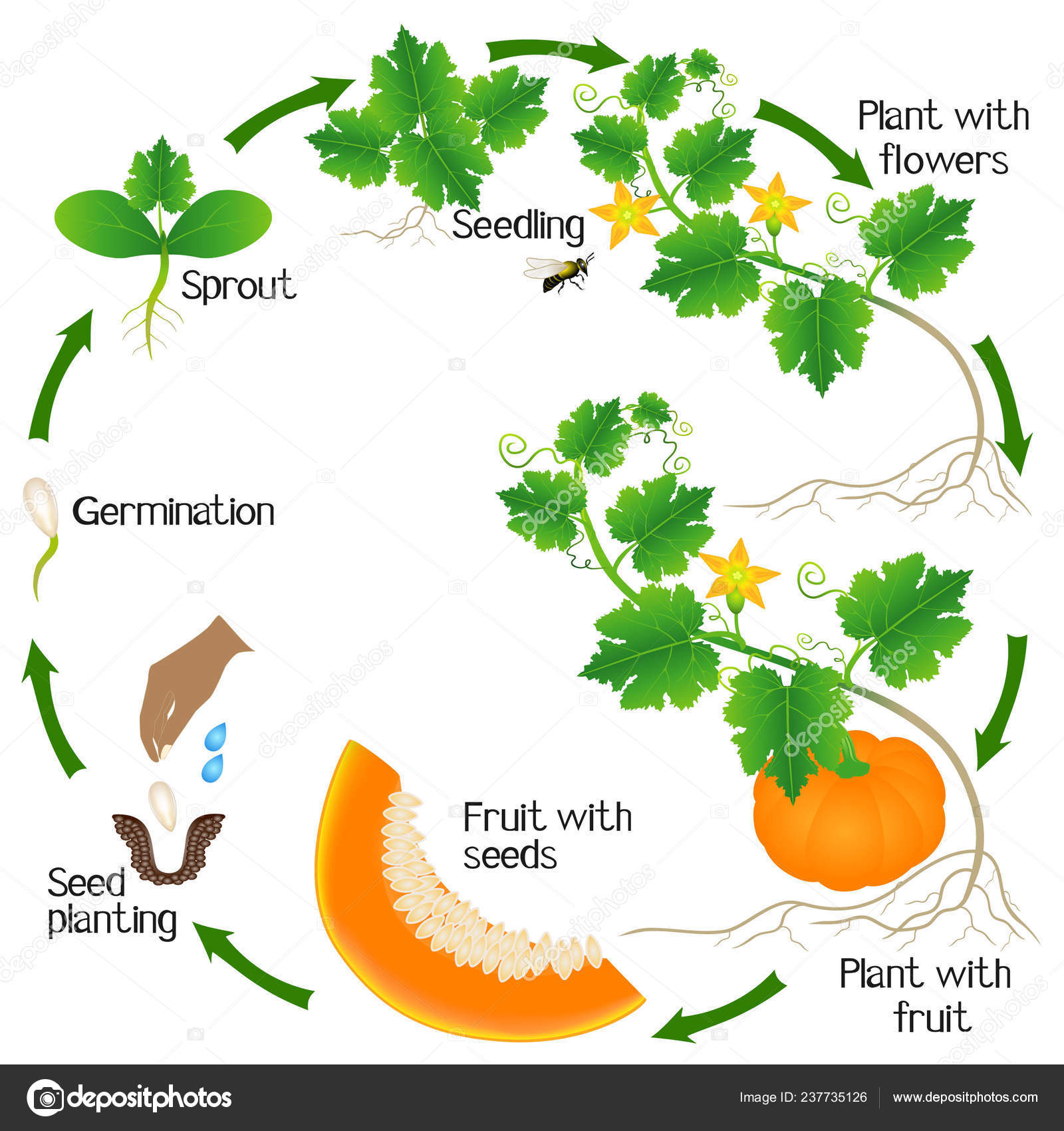 Жизненный цикл овощных растений по маркову. Цикл развития тыквы. Жизненный цикл тыквы. Жизненный цикл тыквы семечка. Этапы развития тыквы.