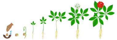 Beyaz zemin üzerinde bir ginseng (Panax ginseng) bitki büyüme döngüsü.