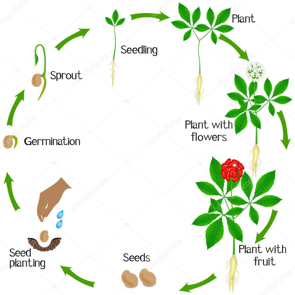 Life cycle of a ginseng (Panax ginseng) plant on a white background.