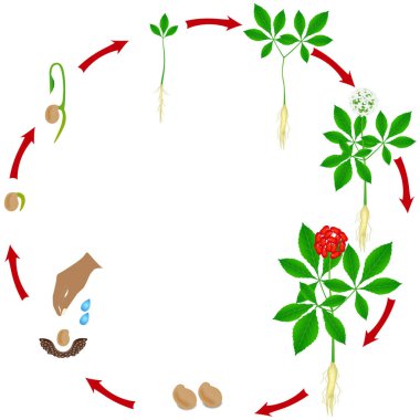 Bir ginseng (Panax ginseng) bitki beyaz zemin üzerinde bir büyüme döngüsü.
