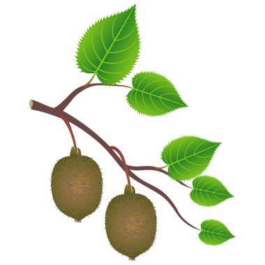 A branch with kiwi and leaves on a white background. clipart