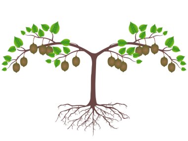 Kivi bitki kökleri ve meyve üzerinde beyaz bir arka plan ile.