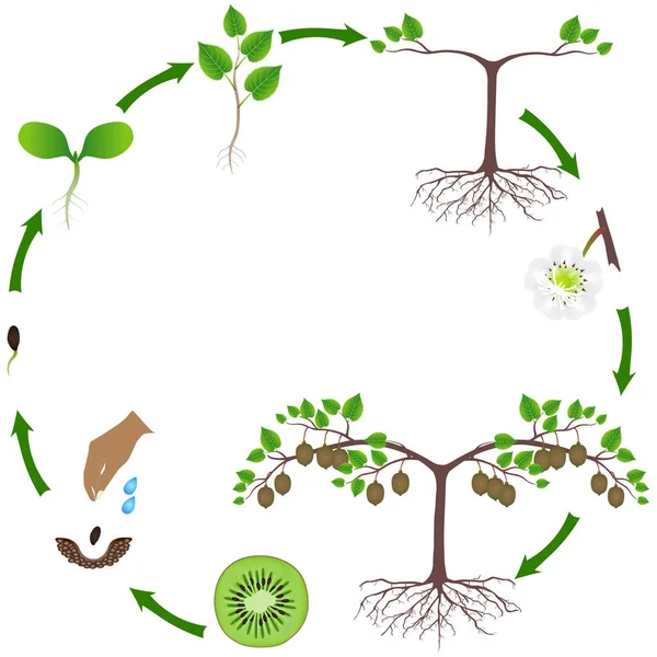 Life Cycle Kiwi Plant White — Stock Vector