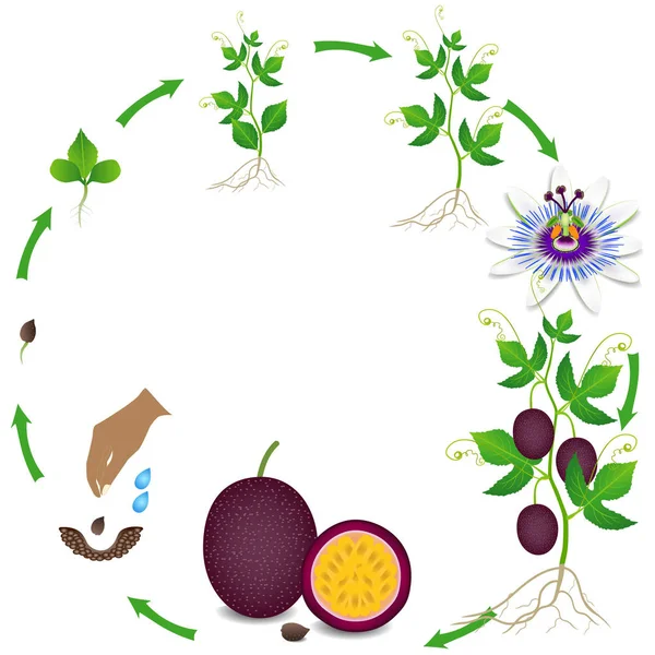 Κύκλος Ζωής Ενός Φυτού Φρούτα Του Πάθους Λευκό Φόντο — Διανυσματικό Αρχείο