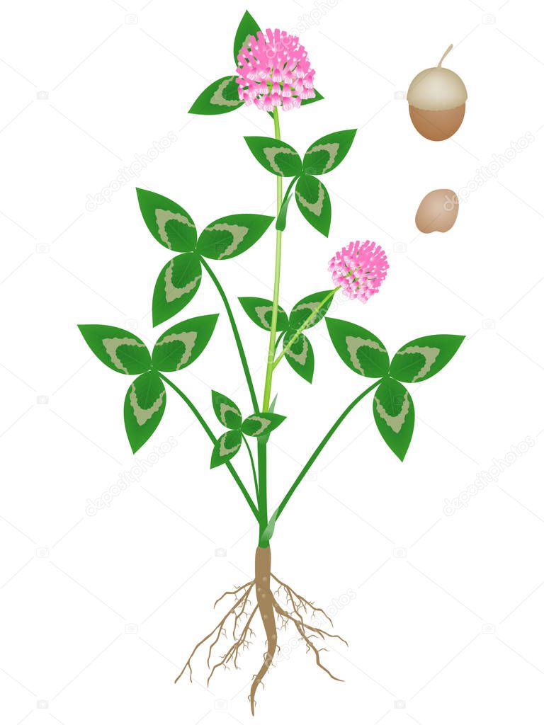 Parts of a clover plant on a white background.