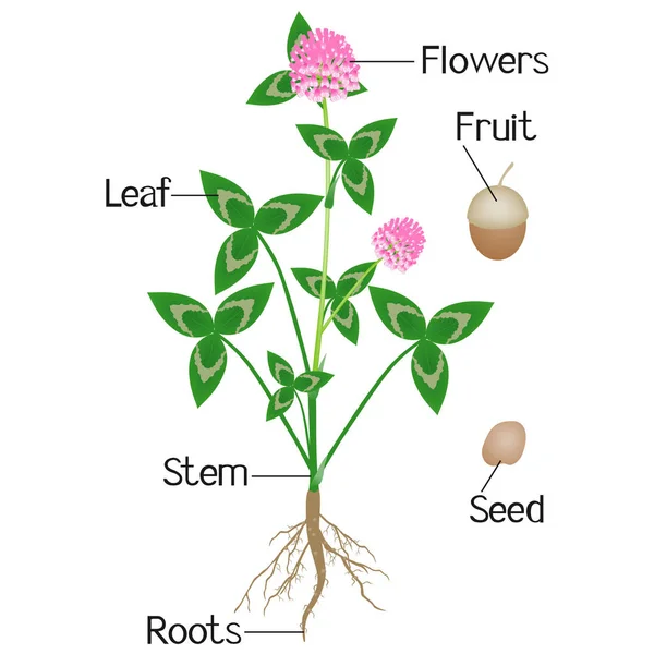 クローバーの植物の部分を示す図 — ストック写真