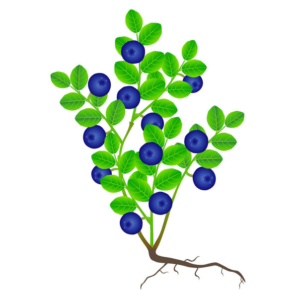 Blueberry plant with roots on a white background.