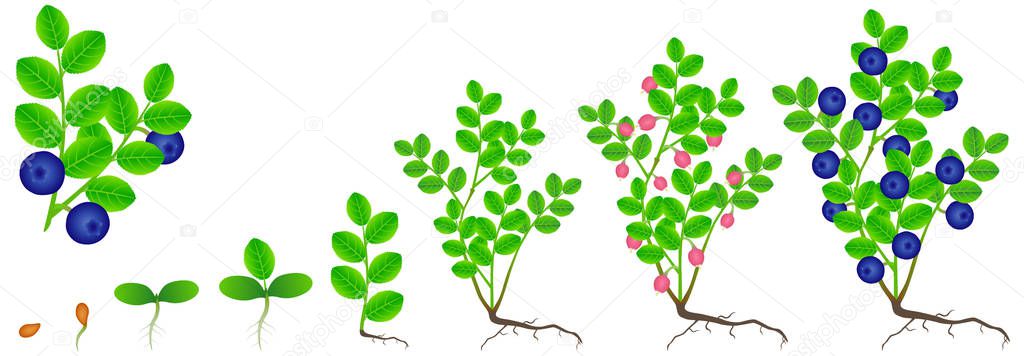 Cycle of growth of a blueberry plant on a white background.
