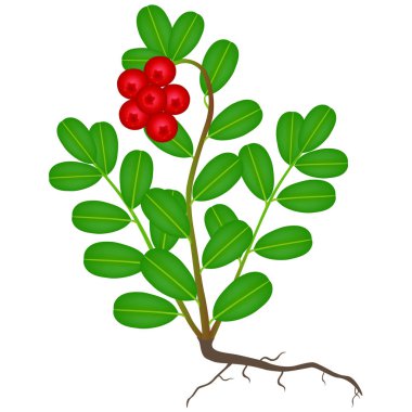 Fuska çalı kökleri üzerinde beyaz bir arka plan ile.