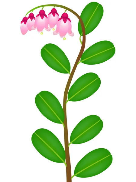Sebuah Cabang Dengan Bunga Dan Daun Lingonberry - Stok Vektor