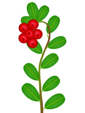 Çilek ve İsveç kirazı yaprakları ile bir şube.