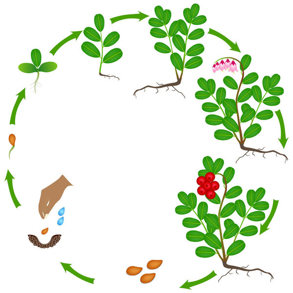 Life cycle of a cowberry plant on a white background.
