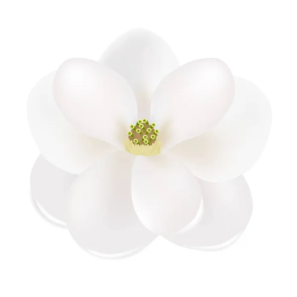 Magnolia Meridional Magnolia Grandiflora Primer Plano Flor Aislada Sobre Fondo — Vector de stock