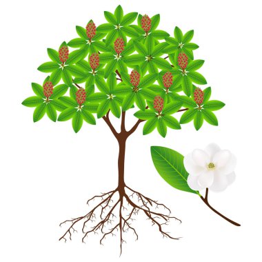 Magnolia grandiflora ağaç meyve ve çiçek dal ile.