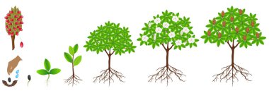 Beyaz zemin üzerinde bir magnolia Grandiflora bitki büyüme döngüsü.