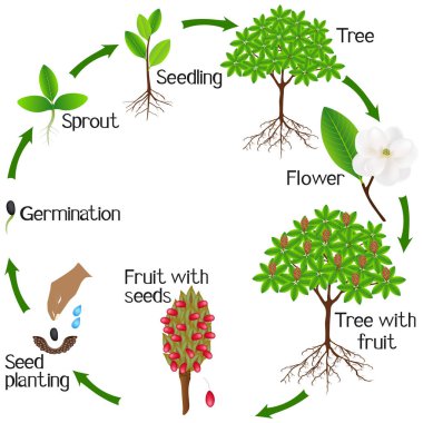 Magnolia Grandiflora bitki beyaz zemin üzerinde bir büyüme döngüsü.