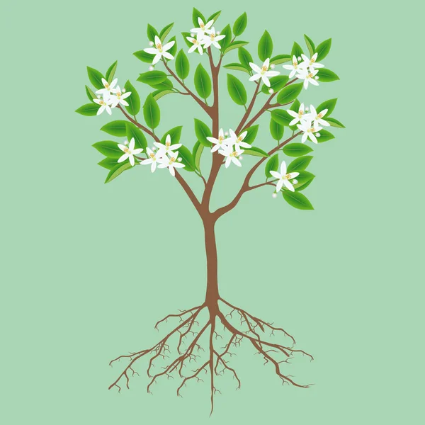 Ανθίζοντας Δέντρο Λεμόνι Ρίζες Πράσινο Φόντο — Διανυσματικό Αρχείο