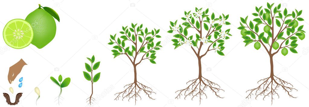 Cycle of growth of a lime plant on a white background.