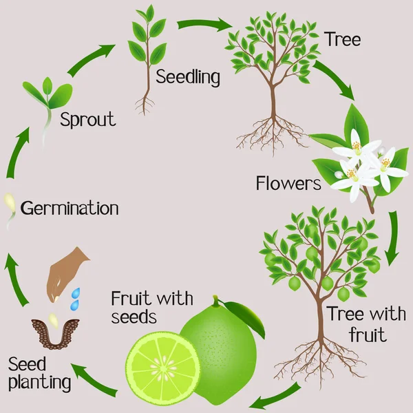 Ciclo Crecimiento Una Planta Cal Sobre Fondo Gris — Vector de stock