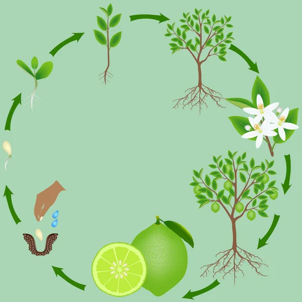 Egy Zöld Háttér Mész Növény Életciklusa — Stock Vector