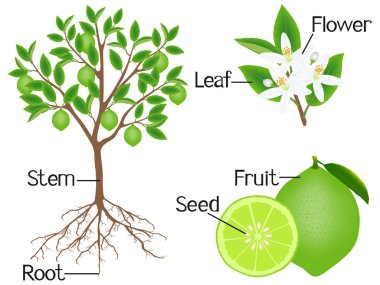 Beyaz zemin üzerinde bir ıhlamur ağacı parçaları.