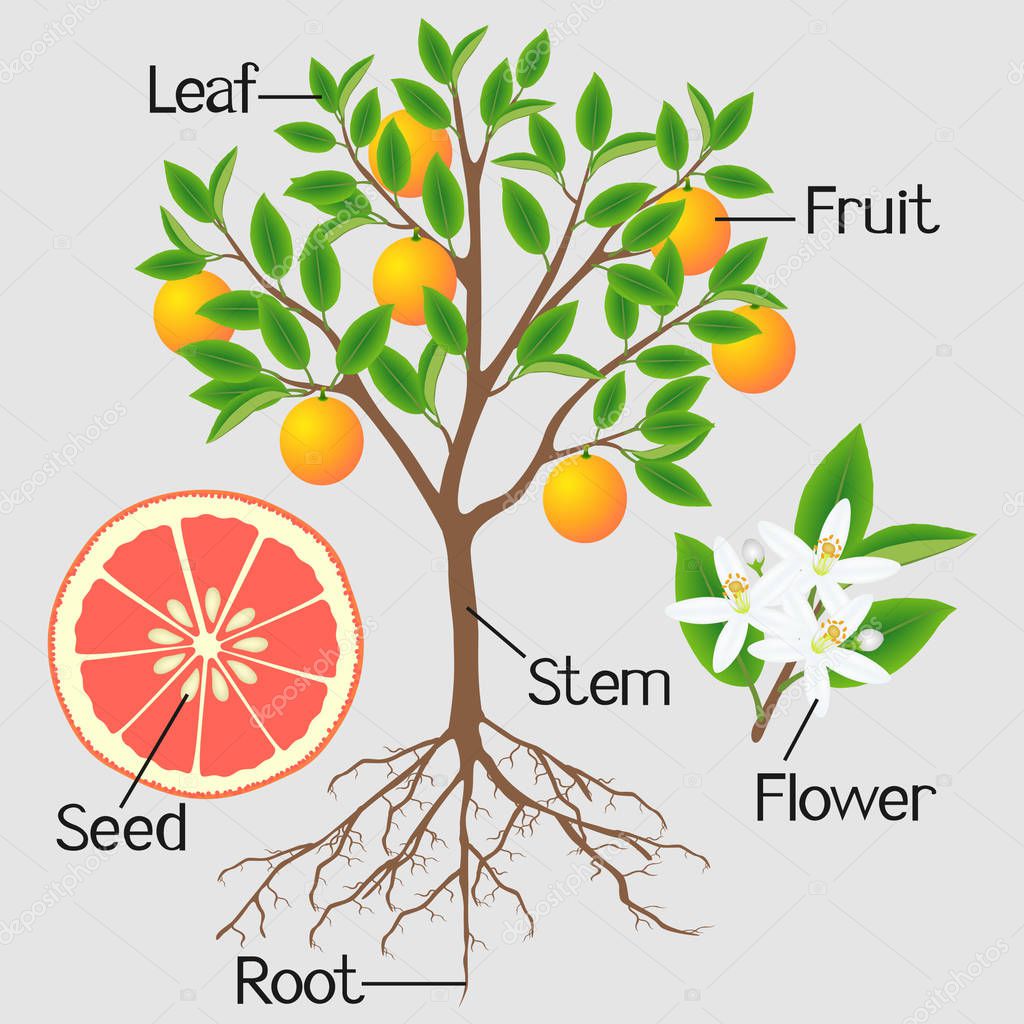 Parts of a grapefruit tree on gray background.