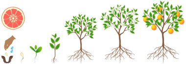 Beyaz zemin üzerinde bir greyfurt bitkinin büyüme döngüsü.