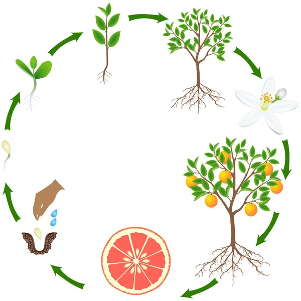 Ciclo Vida Una Planta Pomelo Sobre Fondo Blanco — Vector de stock