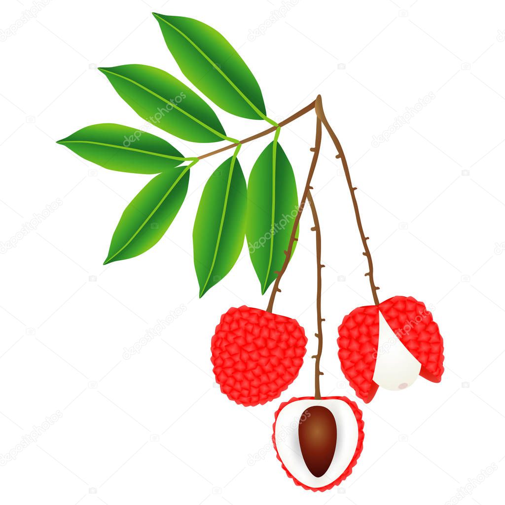 Lychee berries on a branch with leaves on a white background.