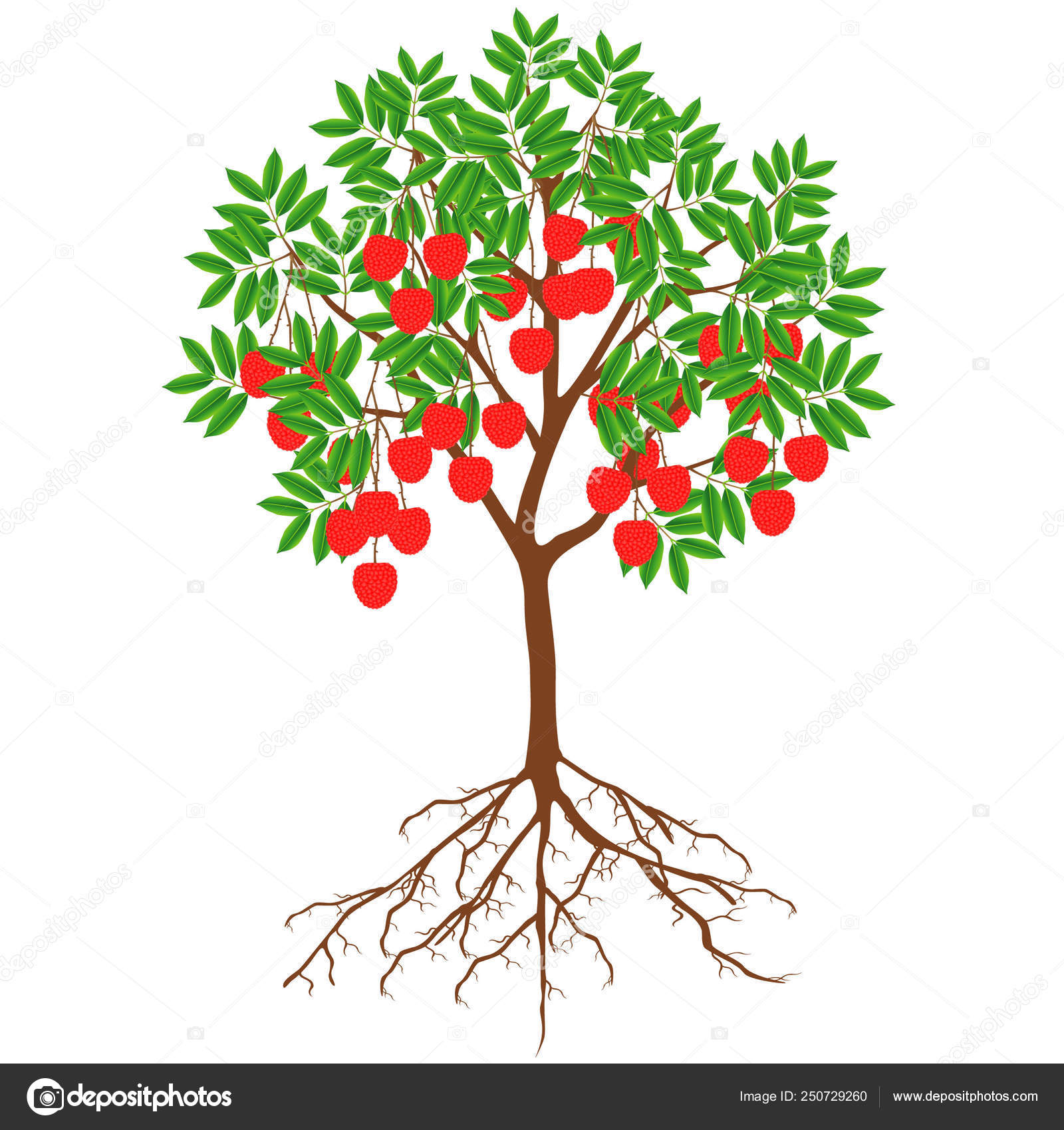 Цветущее фруктовое дерево с корнем