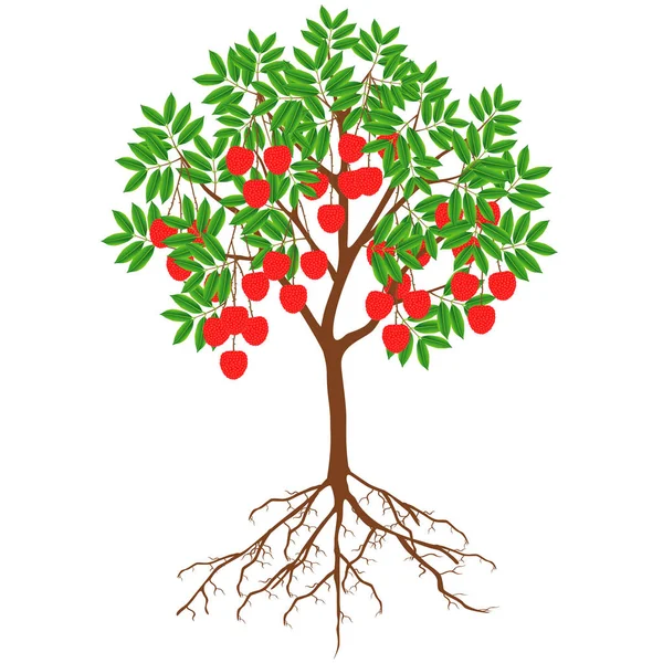 Lychee Árvore Com Frutas Raízes Fundo Branco — Vetor de Stock