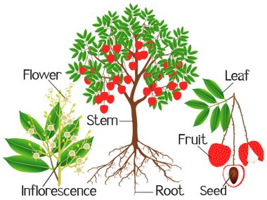 Beyaz bir arka plan üzerinde lychee ağacının parçaları.