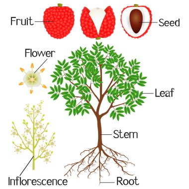 An illustration showing parts of a lychee plant on a white background. clipart
